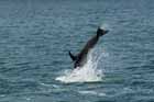 Dolphins watch at Paihia, Bay of Islands, New Zealand.